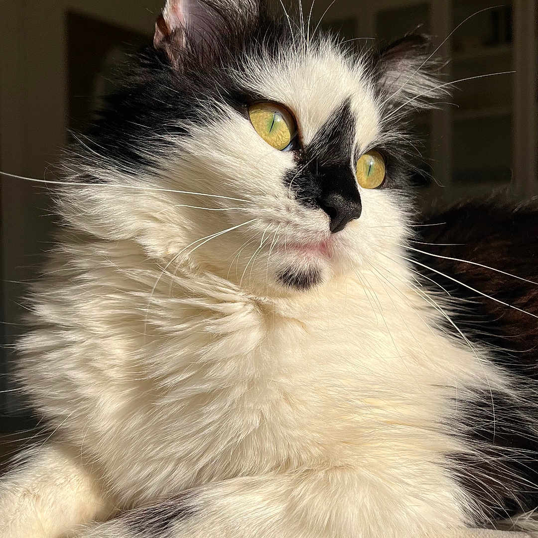 Shamsou participe au concours pour gagner de l'argent avec cette photo : animal, black_and_white, cat, close_up, cozy, cute, domestic_cat, feline, fluffy, fur, indoor, paw, pet, portrait, relaxed, resting, soft_texture, sunlight, whiskers, yellow_eyes