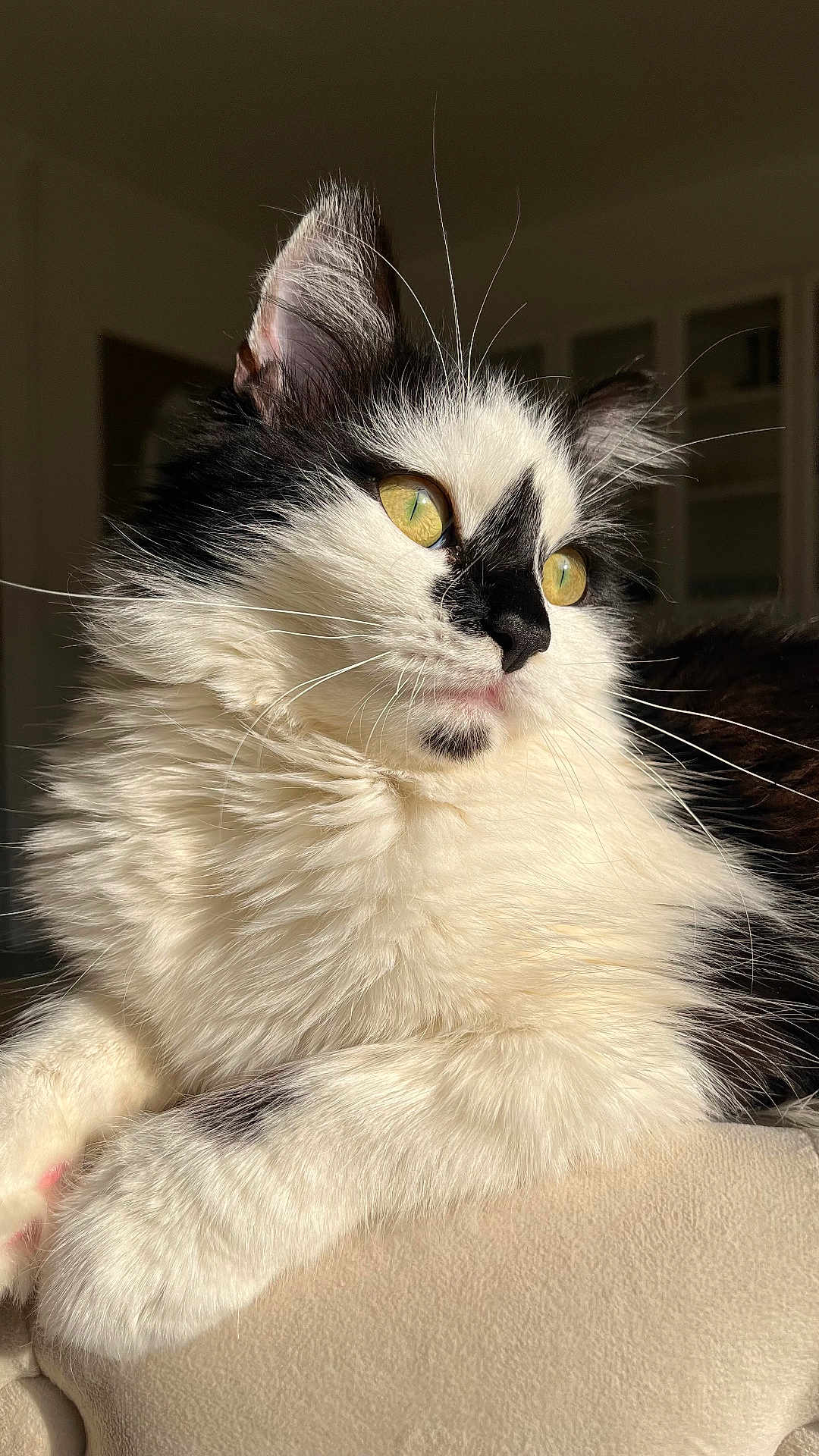 Shamsou participe au concours pour gagner de l'argent avec cette photo : cat, feline, black_and_white, fluffy, yellow_eyes, whiskers, indoor, sunlight, close_up, pet, domestic_cat, fur, soft_texture, relaxed, animal, portrait, cute, paw, resting, cozy