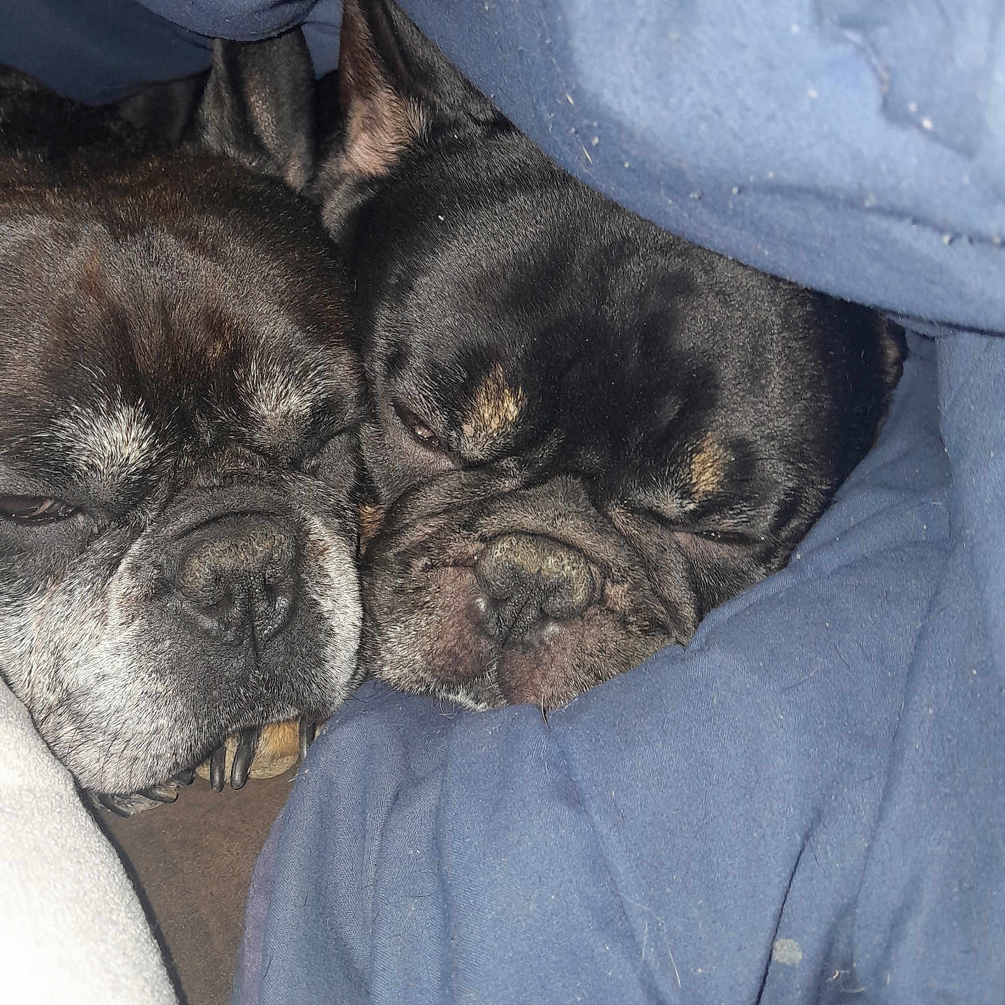 Kikou Et Trognon a rejoint le concours — aidez-le/la à gagner de superbes lots ! dog, french_bulldog, pet, sleeping, snuggling, blanket, cozy, close_up, face, fur, animal, domestic_animal, resting, cute, companion, indoors, friendship, soft, warm, relaxed