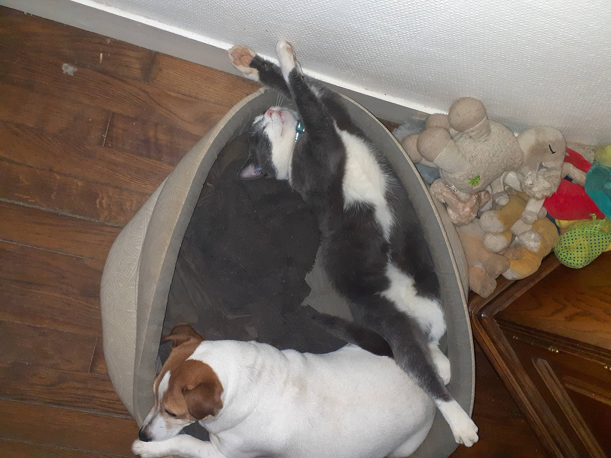 Minouche participe au concours pour gagner de l'argent avec cette photo : canidae, carnivore, comfort, companion_dog, dog, dog_breed, fawn, felidae, fur, hardwood, linens, non_sporting_group, pet_supply, small_to_medium_sized_cats, snout, sporting_group, tail, whiskers, wood, working_animal