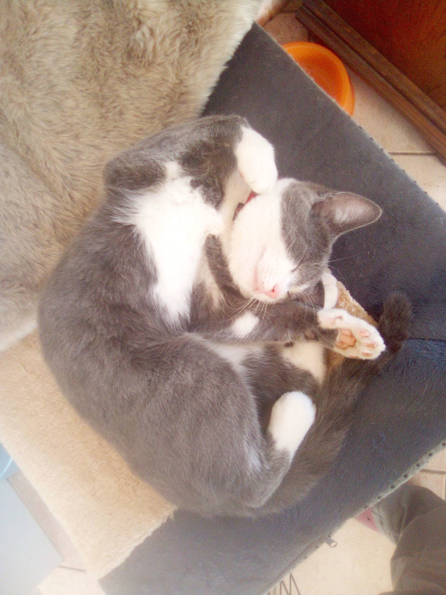 Minouche a rejoint le concours — aidez-le/la à gagner de superbes lots ! cardboard, carnivore, cat, claw, cloud, comfort, dog_breed, domestic_short_haired_cat, eye, felidae, floor, flooring, fur, hardwood, paw, small_to_medium_sized_cats, square, tail, whiskers, wood