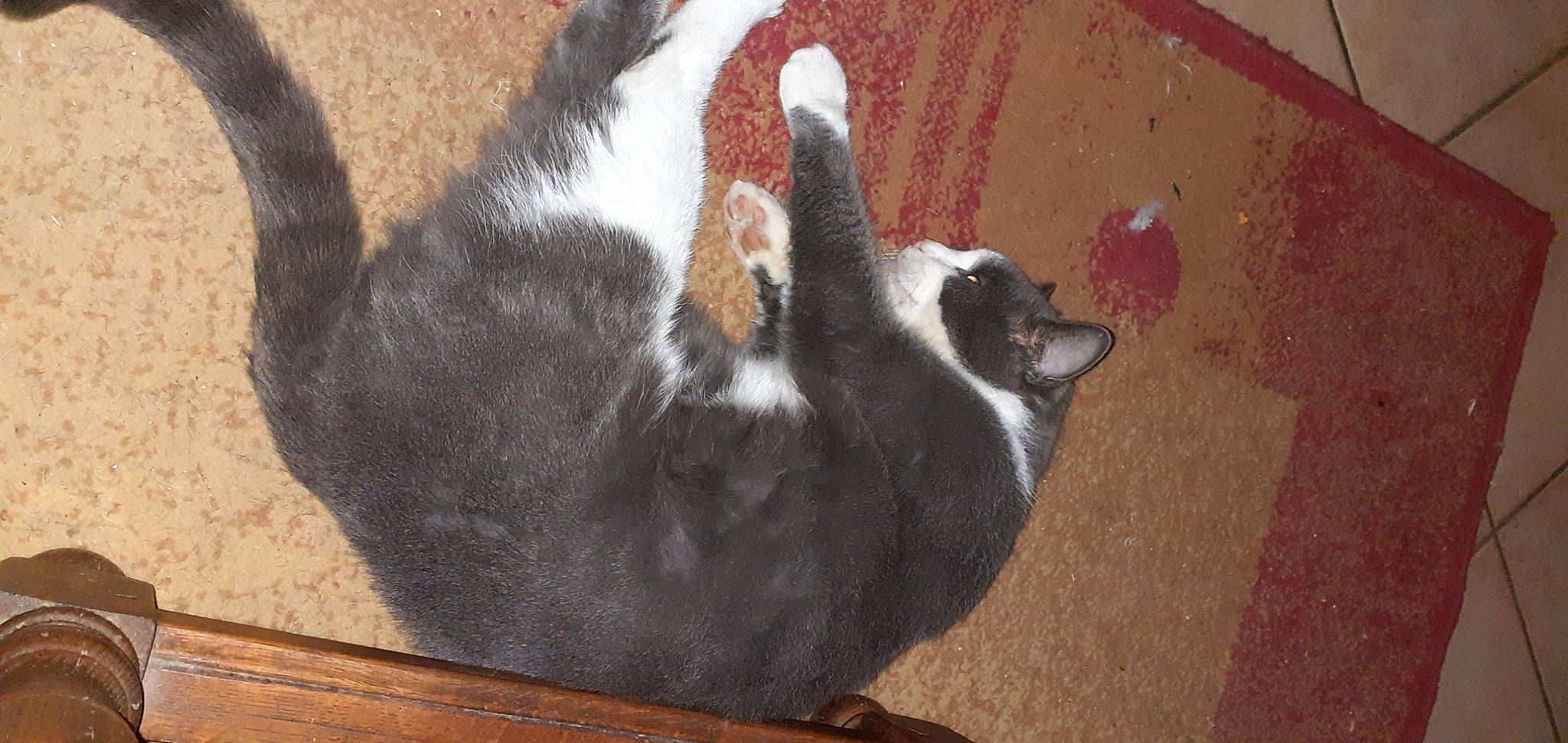 Minouche participe au concours pour gagner de l'argent avec cette photo : brown, carnivore, cat, comfort, companion_dog, dog_breed, fawn, felidae, floor, flooring, fur, hardwood, paw, small_to_medium_sized_cats, snout, sporting_group, tail, terrestrial_animal, whiskers, wood