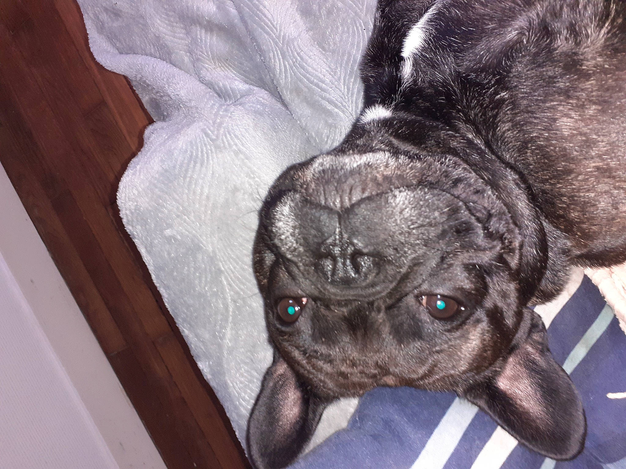 Phoenix participe au concours pour gagner de l'argent avec cette photo : borador, canidae, carnivore, comfort, companion_dog, dog, dog_breed, ear, fawn, fur, grey, guard_dog, liver, snout, sporting_group, terrestrial_animal, whiskers, wood, working_animal, wrinkle