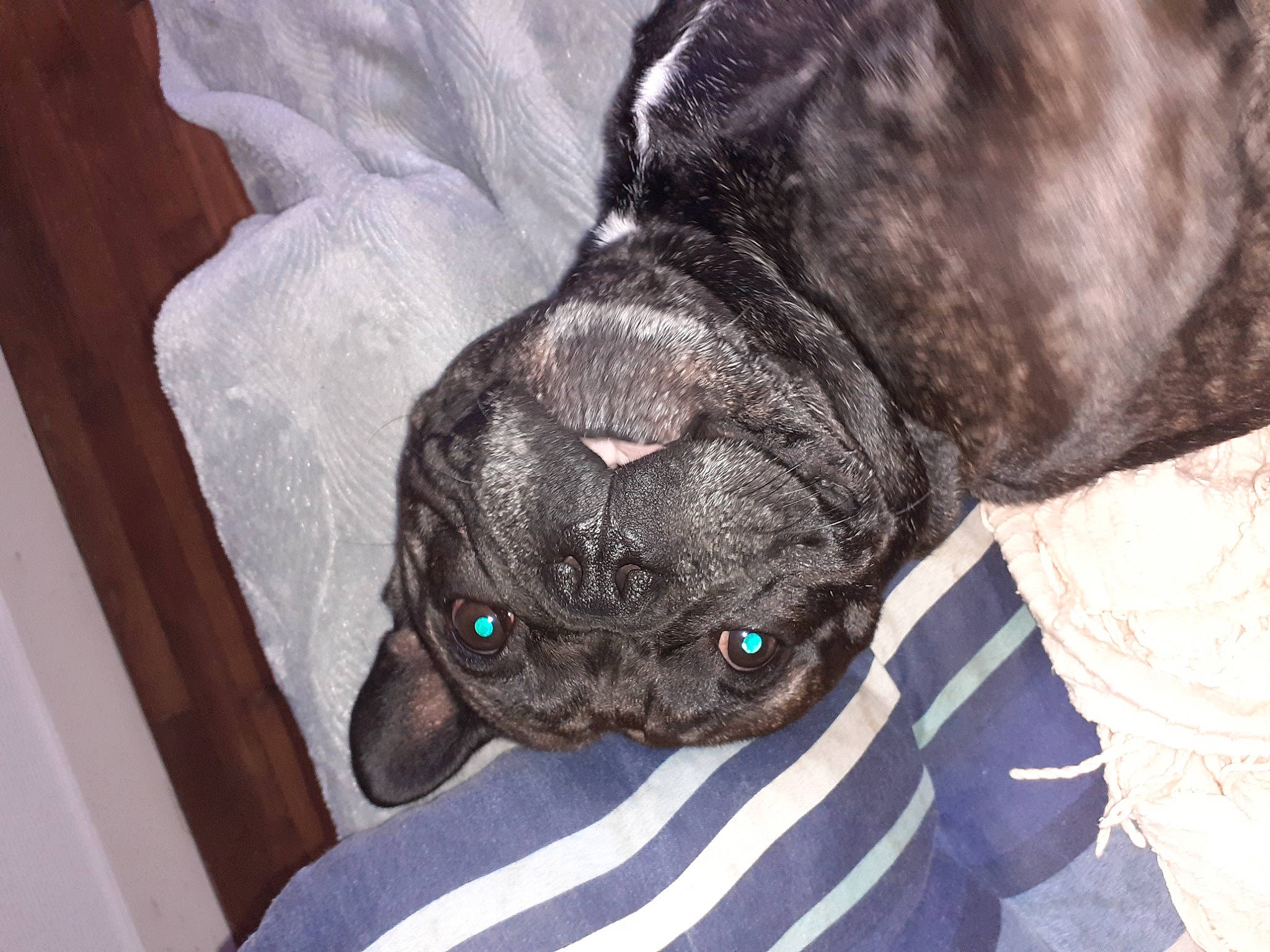 Phoenix participe au concours pour gagner de l'argent avec cette photo : carnivore, comfort, companion_dog, dog, dog_breed, ear, fawn, felidae, fur, grey, linens, liver, pug, snout, sporting_group, terrestrial_animal, toy_dog, whiskers, working_animal, wrinkle