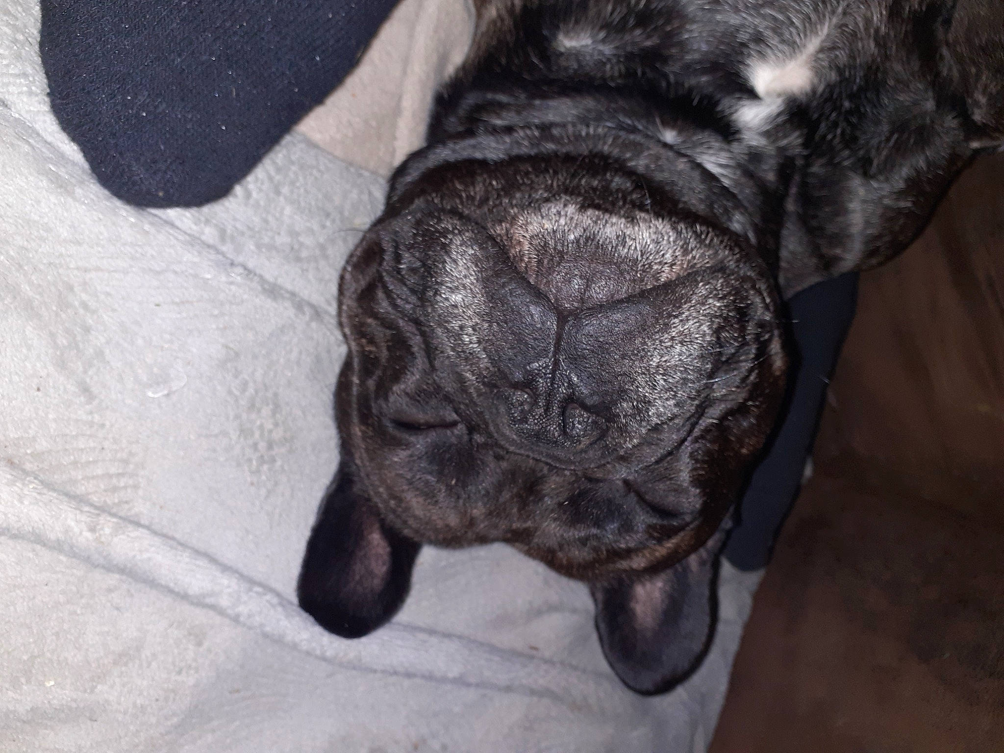 Phoenix a rejoint le concours — aidez-le/la à gagner de superbes lots ! canidae, carnivore, claw, comfort, companion_dog, dog, dog_breed, ear, fawn, fur, grey, liver, non_sporting_group, snout, sporting_group, terrestrial_animal, whiskers, window, working_animal, wrinkle