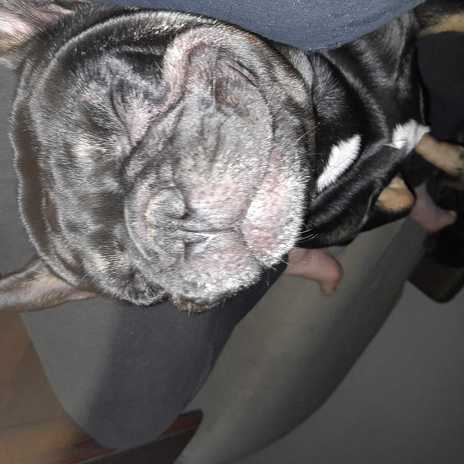 Sooki