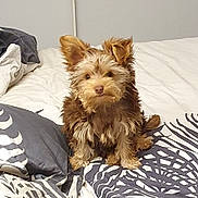 Ziggy participe au concours pour gagner de l'argent avec cette photo : animal, bed, bedding, blanket, cozy, curious, cute, dog, domestic, ears, face, fur, house, indoor, looking, pet, pillow, puppy, sitting, small_dog