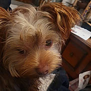 Ziggy participe au concours pour gagner de l'argent avec cette photo : dog, close_up, indoor, fur, brown, pet, animal, face, eyes, nose, furry, cozy, wooden_furniture, papers, relaxed, portrait, cute, canine, domestic_animal, companion