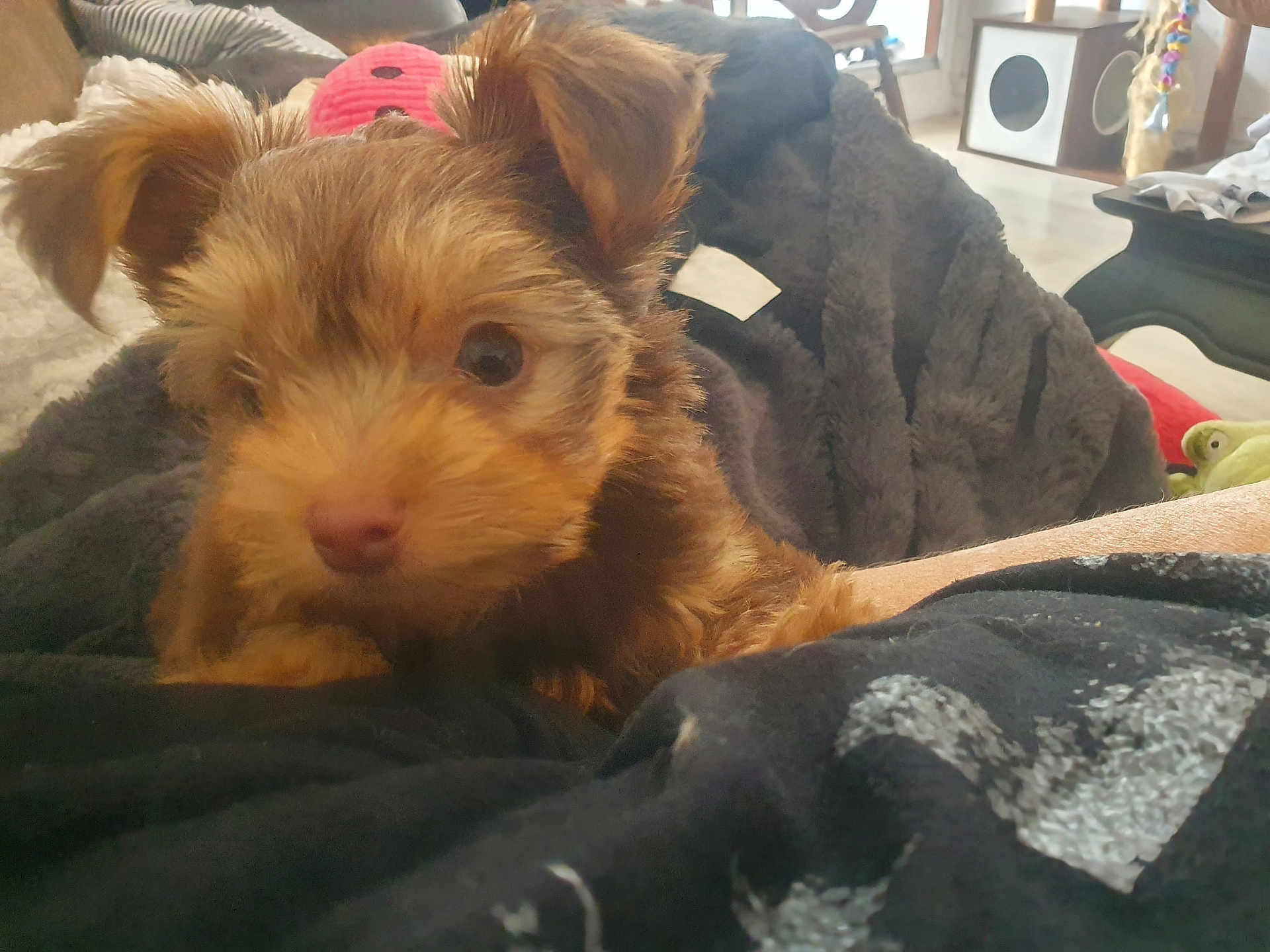 Ziggy