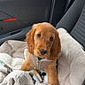 Aston a rejoint le concours — aidez-le/la à gagner de superbes lots ! puppy, dog, golden, pet, car, car_interior, dog_bed, blanket, cute, young_dog, canine, seat, cozy, looking_up, fur, ears, nose, brown, comfort, jacket