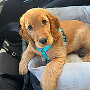 Aston a rejoint le concours — aidez-le/la à gagner de superbes lots ! puppy, dog, golden_retriever, car_interior, dog_bed, blue_harness, pet, cute, animal, young_dog, canine, window_light, car_seat, domestic_animal, pet_accessory, fur, looking_at_camera, resting, adorable, companion