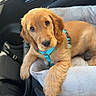 puppy, dog, golden_retriever, car_interior, dog_bed, blue_harness, pet, cute, animal, young_dog, canine, window_light, car_seat, domestic_animal, pet_accessory, fur, looking_at_camera, resting, adorable, companion