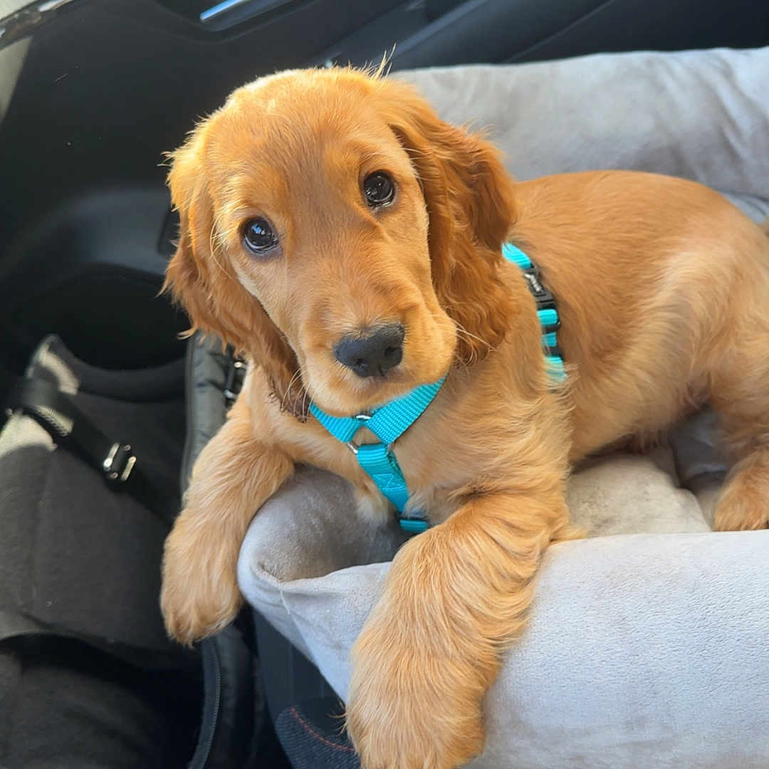 Aston a rejoint le concours — aidez-le/la à gagner de superbes lots ! puppy, dog, golden_retriever, car_interior, dog_bed, blue_harness, pet, cute, animal, young_dog, canine, window_light, car_seat, domestic_animal, pet_accessory, fur, looking_at_camera, resting, adorable, companion