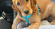 Aston a rejoint le concours — aidez-le/la à gagner de superbes lots ! animal, brown_fur, canine, car, car_interior, car_seat, cozy, cute, dog, dog_harness, golden_retriever, indoors, looking, pet, pet_bed, puppy, resting, seat, travel, young
