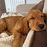 dog, puppy, golden_retriever, sleeping, couch, blanket, indoor, cozy, pet, fur, resting, cute, animal, domestic_animal, relaxation, home, soft, comfort, canine, young