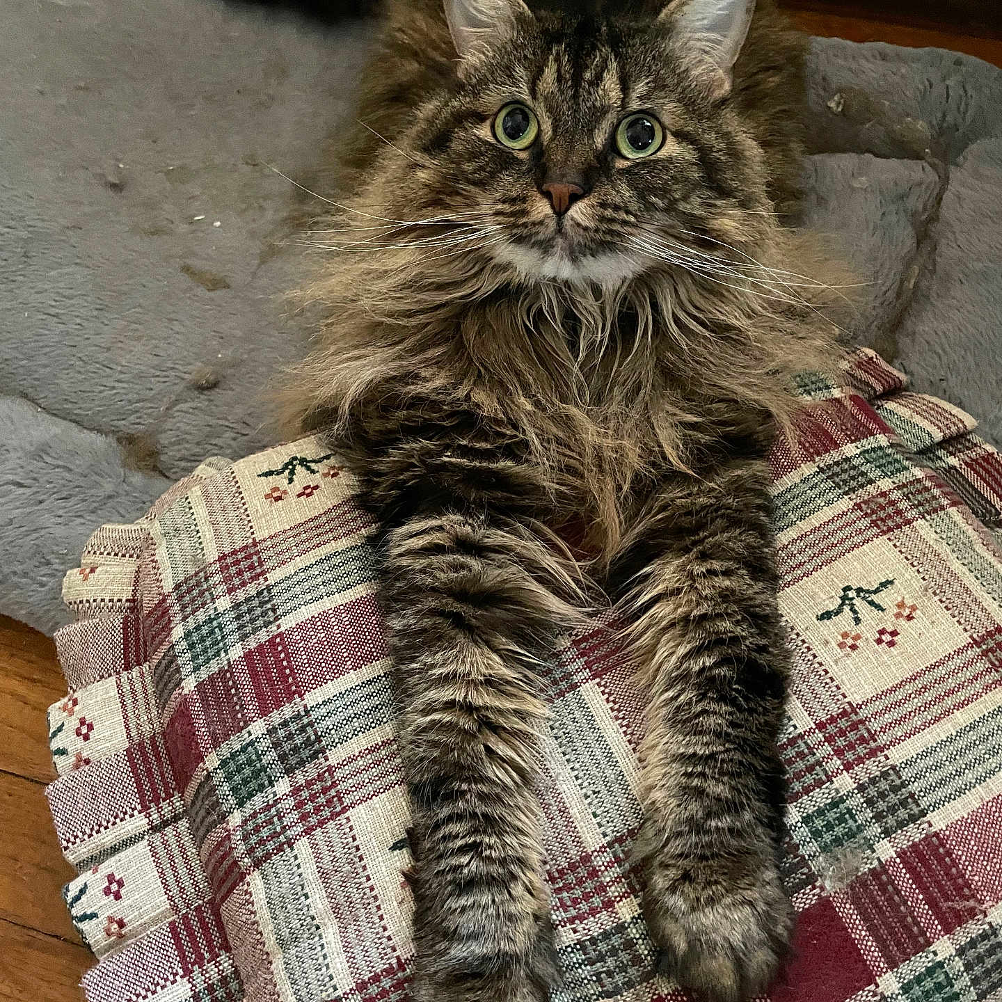 Belanna is registered to the contest to win money with this photo: animal, cat, cozy, curious, cushion, eyes, fabric, fluffy, fur, home, indoor, mammal, paws, pet, plaid, relaxed, stretching, tabby, whiskers, wood_floor