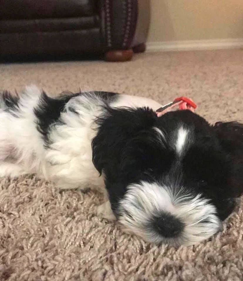 Cardi joined the competition — help win amazing prizes! automotive_tire, canidae, carnivore, companion_dog, dog, dog_breed, fur, liver, mal_shi, maltepoo, paw, puppy_love, shih_poo, small_terrier, sporting_group, terrestrial_animal, terrier, toy_dog, water_dog, working_animal