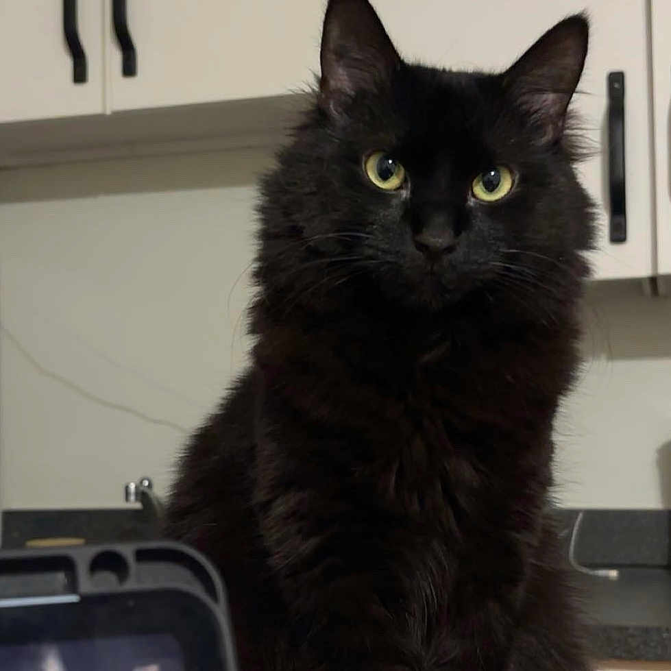 Nova is registered to the contest to win money with this photo: black_cat, cat, pet, indoor, kitchen, cabinet, countertop, feline, animal, yellow_eyes, fur, whiskers, domestic_cat, curious, sitting, portrait, household, background, technology, screen