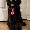 Nova is registered to the contest to win money with this photo: black_cat, cat, pet, animal, indoor, wooden_floor, tie, pink_tie, tongue_out, sitting, wide_eyes, feline, cute, curious, door, white_door, fur, whiskers, portrait, domestic_cat
