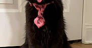 Nova is registered to the contest to win money with this photo: cat, black_cat, pet, tie, pink_tie, tongue_out, floor, wooden_floor, door, indoor, animal, cute, playful, sitting, feline, whiskers, ears, fur, portrait, domestic_animal