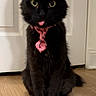 cat, black_cat, pet, tie, pink_tie, tongue_out, floor, wooden_floor, door, indoor, animal, cute, playful, sitting, feline, whiskers, ears, fur, portrait, domestic_animal