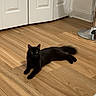 Nova joined the competition — help win amazing prizes! black_cat, cat, indoor, wooden_floor, furniture, chair, closet, relaxed, pet, animal, home, flooring, domestic_cat, resting, cute, feline, fur, whiskers, ears, tail