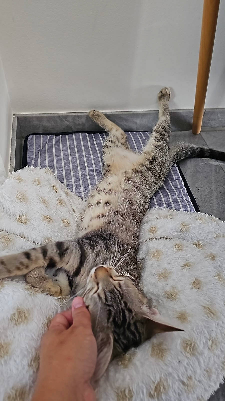 Olive a rejoint le concours — aidez-le/la à gagner de superbes lots ! bed, carnivore, cat, claw, comfort, couch, domestic_short_haired_cat, fawn, felidae, fur, linens, nap, pattern, paw, room, small_to_medium_sized_cats, tail, terrestrial_animal, whiskers, wood