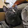 Kawaii a rejoint le concours — aidez-le/la à gagner de superbes lots ! cat, gray_cat, indoor, pet, animal, feline, curious, closeup, face, whiskers, ears, nose, box, plastic_bag, fabric, domestic, cozy, looking_up, household, resting