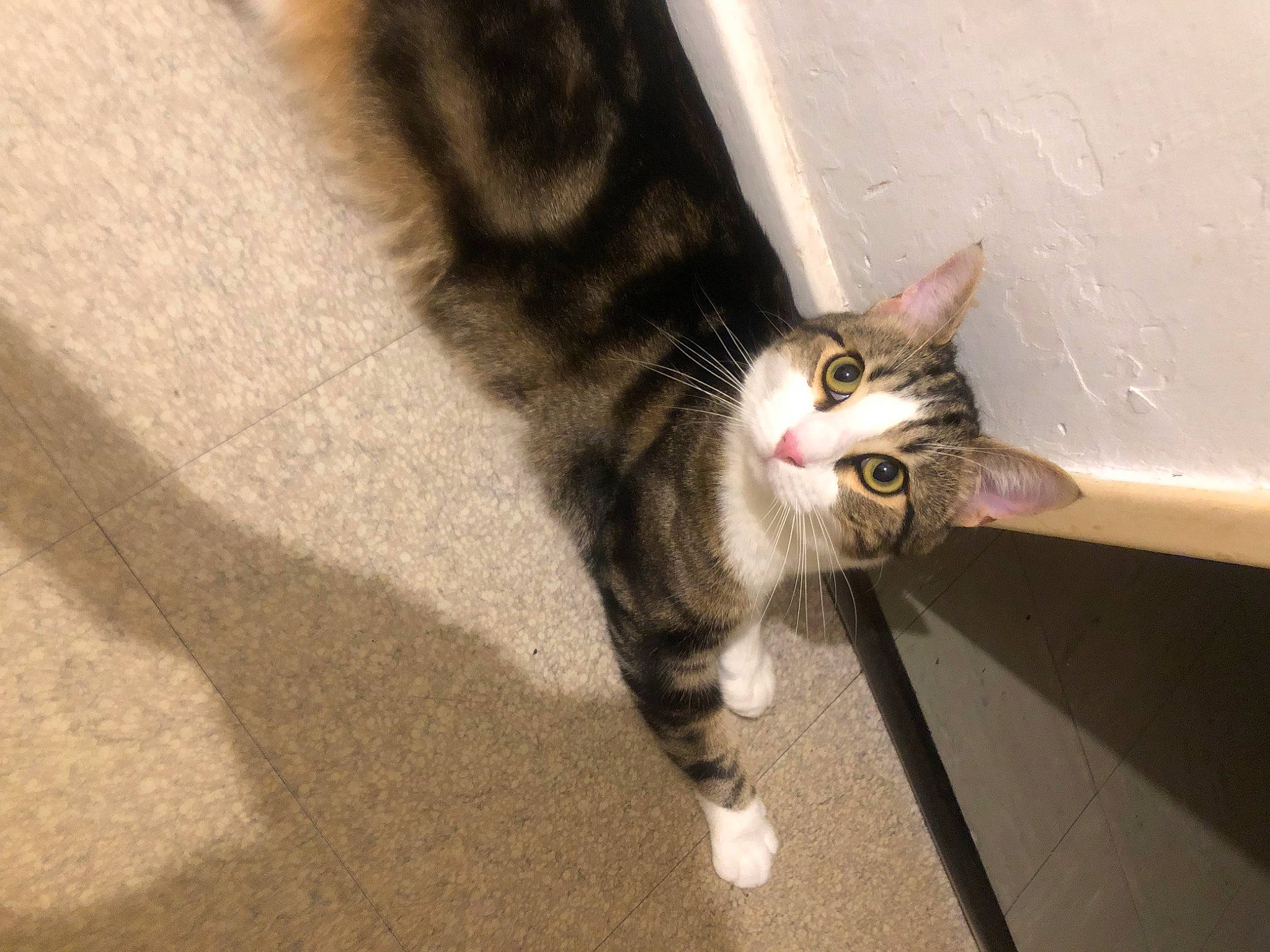 Minou a rejoint le concours — aidez-le/la à gagner de superbes lots ! carnivore, cat, claw, domestic_short_haired_cat, felidae, flooring, foot, fur, human_leg, paw, road_surface, small_to_medium_sized_cats, snout, tail, whiskers, wood