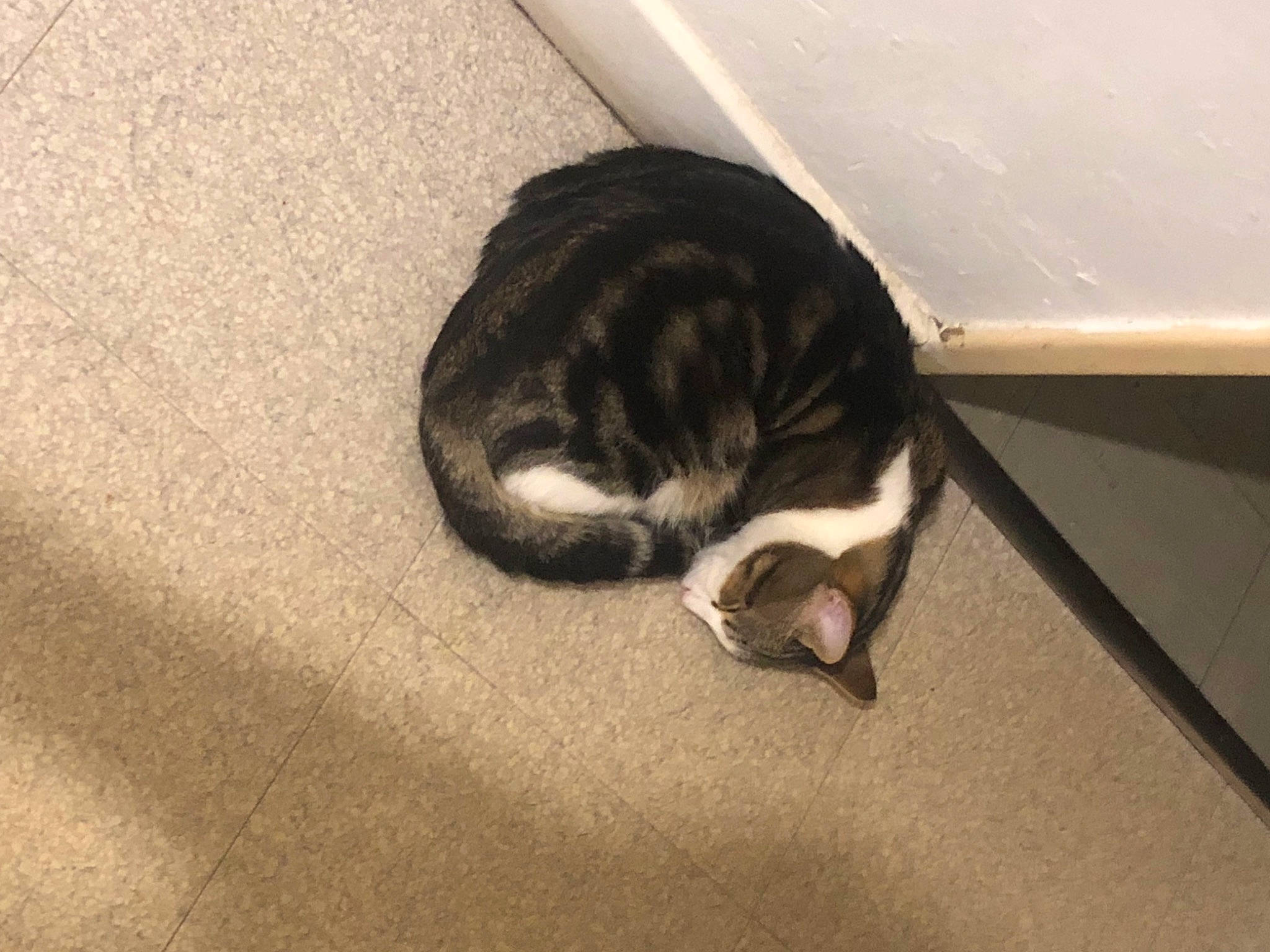 Minou participe au concours pour gagner de l'argent avec cette photo : carnivore, cat, comfort, dog_breed, domestic_short_haired_cat, eye, felidae, floor, flooring, fur, hardwood, leg, paw, small_to_medium_sized_cats, snout, sporting_group, tail, terrestrial_animal, whiskers, wood