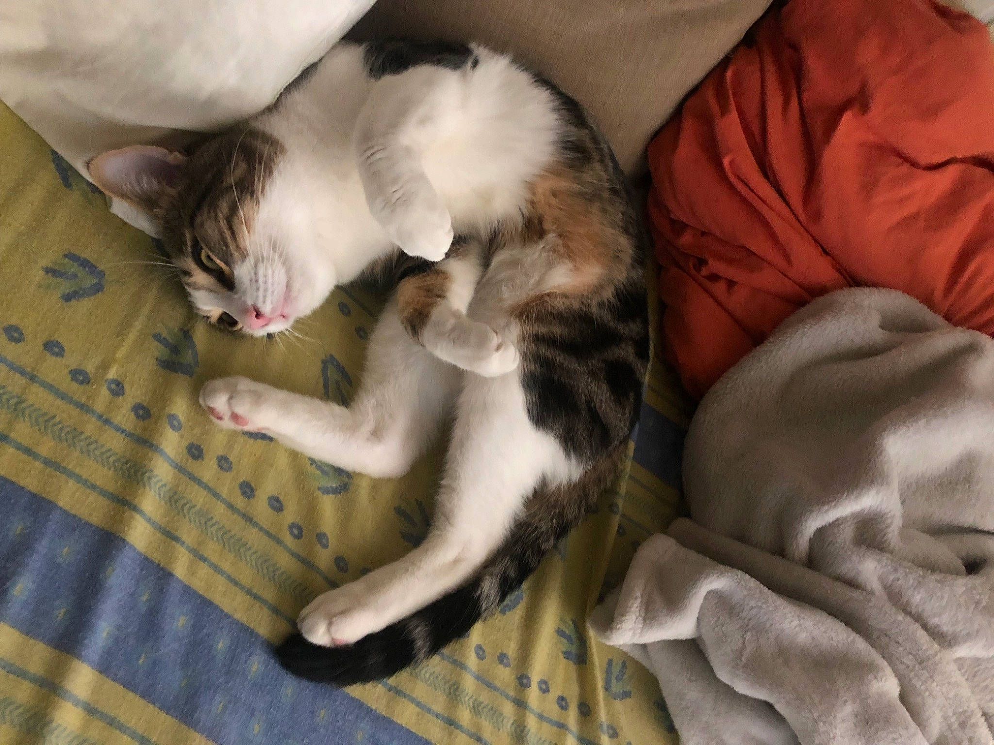 Minou a rejoint le concours — aidez-le/la à gagner de superbes lots ! carnivore, cat, claw, comfort, companion_dog, domestic_short_haired_cat, ear, fawn, felidae, fur, grey, lap, linens, mammal, nap, paw, small_to_medium_sized_cats, tail, textile, whiskers