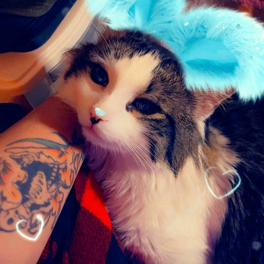 Mia Tortilla is registered to the contest to win money with this photo: accessories, animal, blanket, book, cat, electronics, face, hardware, head, kitten, manx, mobilephone, person, pet, phone, photography, portrait, skin, sleeping, tattoo