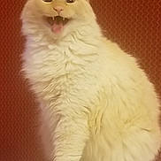 Willie is registered to the contest to win money with this photo: cat, white_cat, fluffy_cat, long_fur, sitting, portrait, indoor, red_pattern_background, fabric_background, mouth_open, visible_teeth, tongue, paw, whiskers, expressive, pet, domestic_animal, cozy, fur_texture, companion