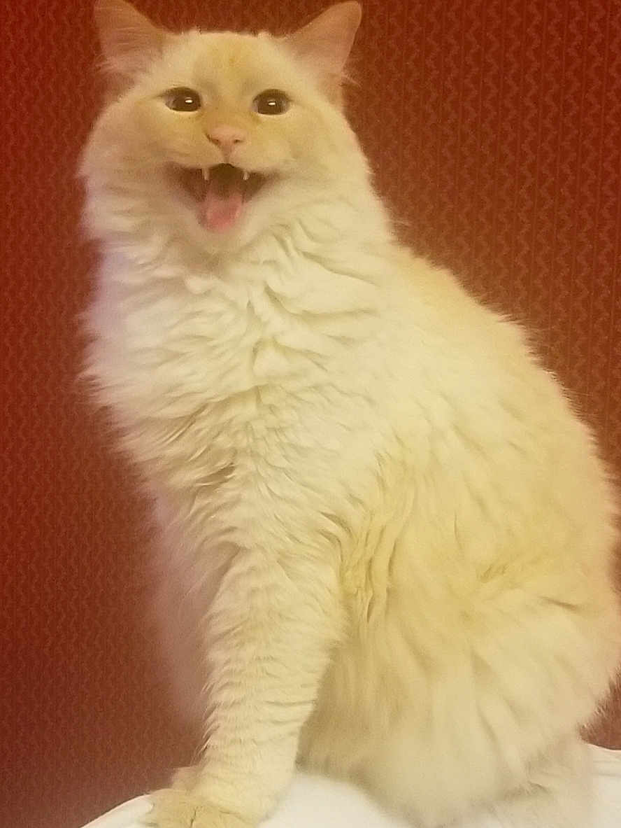 Willie is registered to the contest to win money with this photo: cat, white_cat, fluffy_cat, long_fur, sitting, portrait, indoor, red_pattern_background, fabric_background, mouth_open, visible_teeth, tongue, paw, whiskers, expressive, pet, domestic_animal, cozy, fur_texture, companion