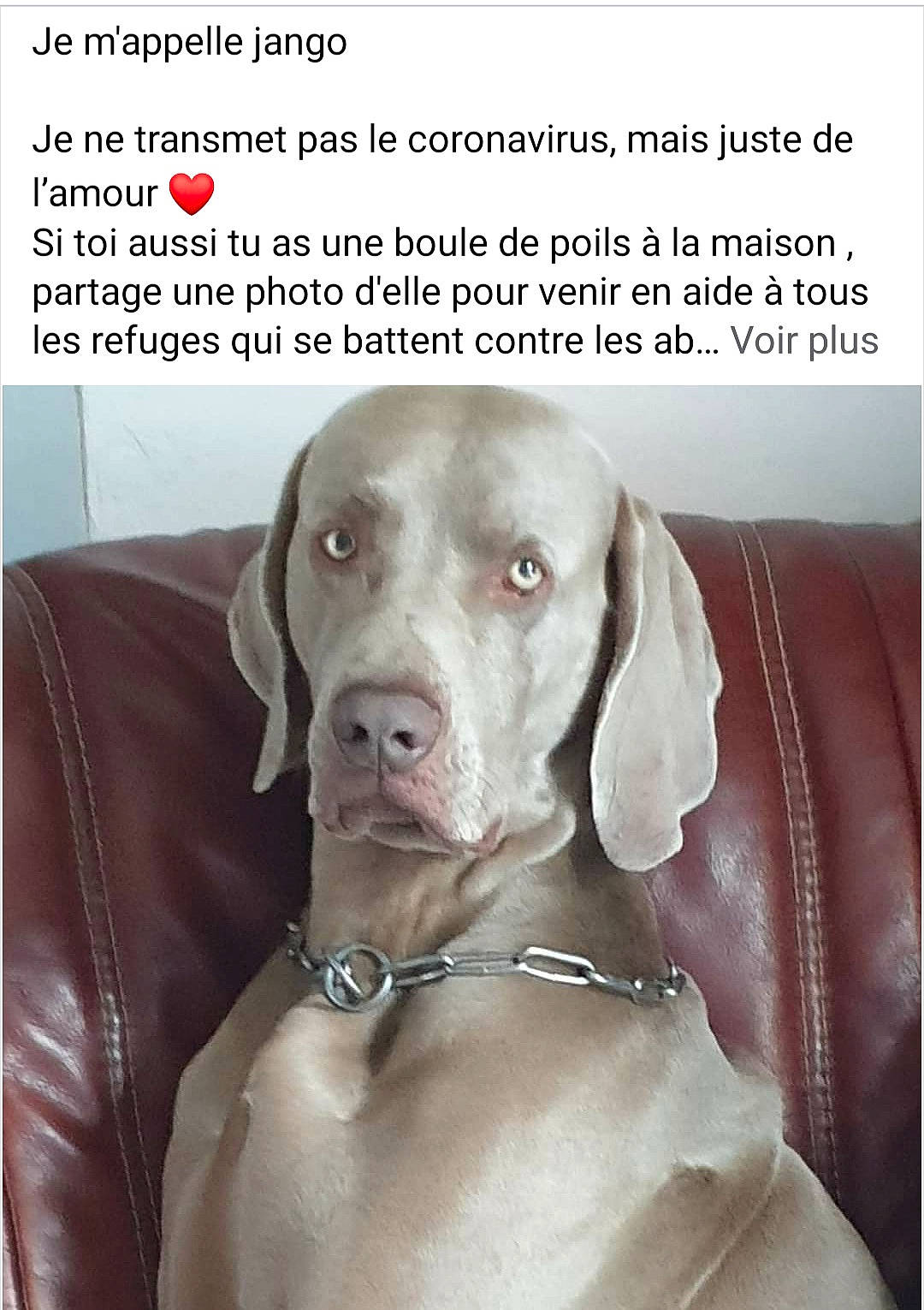 Jango a rejoint le concours — aidez-le/la à gagner de superbes lots ! canidae, carnivore, collar, companion_dog, dog, dog_breed, dog_collar, eye, fawn, font, fur, gun_dog, hunting_dog, liver, non_sporting_group, photo_caption, snout, sporting_group, whiskers, working_animal