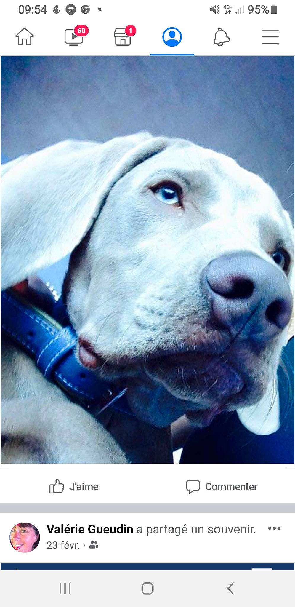 Jango participe au concours pour gagner de l'argent avec cette photo : canidae, carnivore, collar, companion_dog, dog, dog_breed, dog_collar, electric_blue, fawn, font, fur, pet_supply, photo_caption, rectangle, retriever, sporting_group, stock_photography, whiskers, winter, working_animal