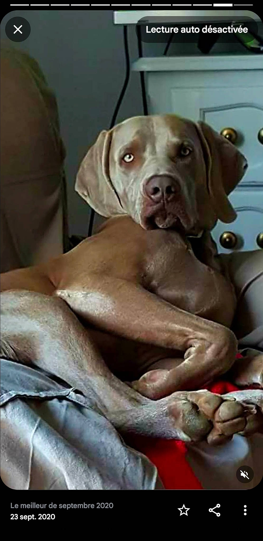 Jango a rejoint le concours — aidez-le/la à gagner de superbes lots ! carnivore, comfort, companion_dog, dog, dog_breed, fawn, hunting_dog, liver, non_sporting_group, snout, sporting_group, terrestrial_animal, working_animal, wrinkle