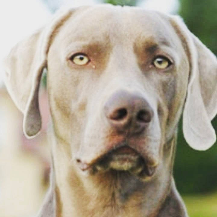 Jango a rejoint le concours — aidez-le/la à gagner de superbes lots ! canidae, carnivore, companion_dog, dog, dog_breed, dog_collar, ear, fawn, fur, gun_dog, hunting_dog, liver, plant, snout, sporting_group, terrestrial_animal, whiskers, working_animal