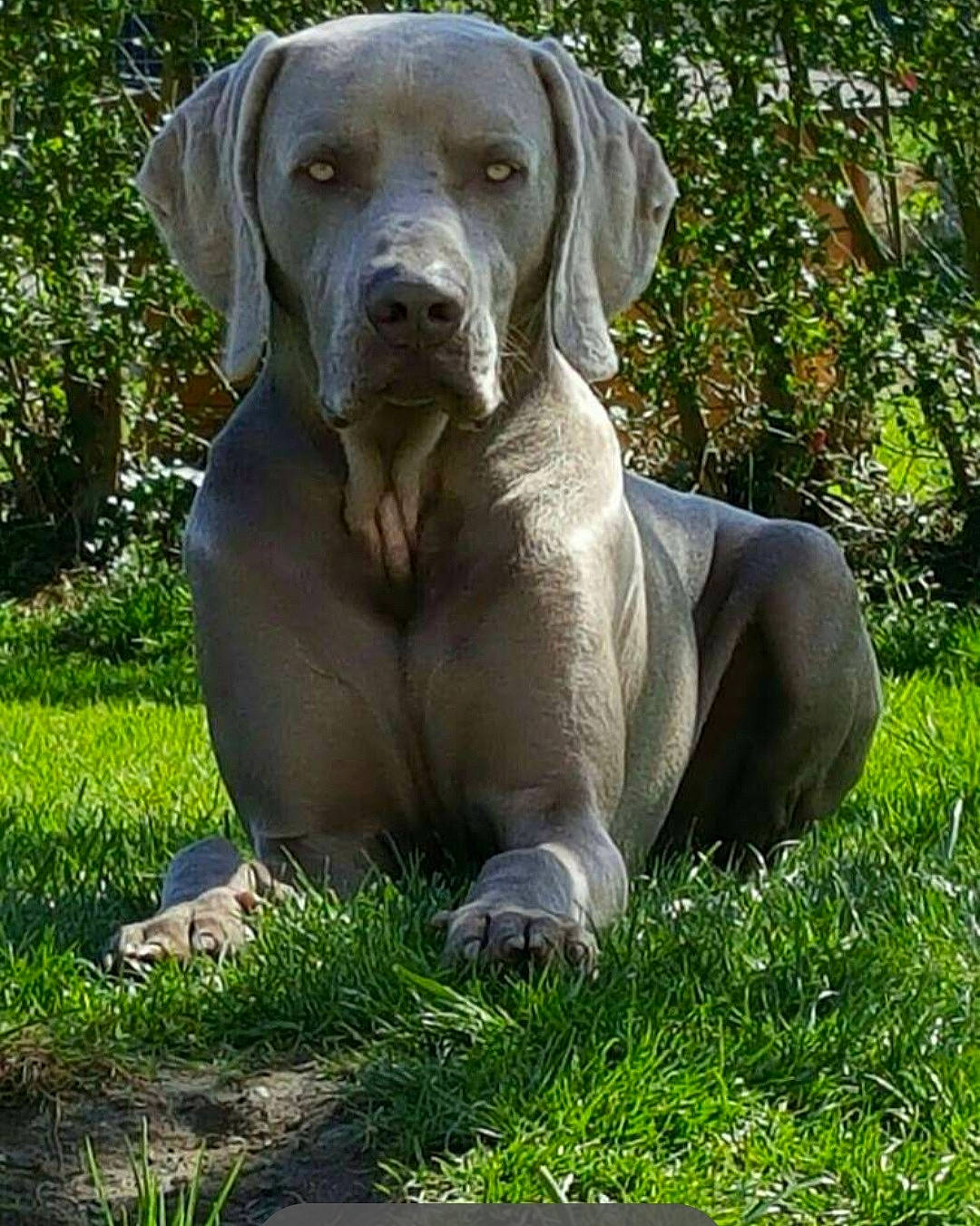 Jango participe au concours pour gagner de l'argent avec cette photo : art, canidae, carnivore, companion_dog, dog, dog_breed, fawn, grass, gun_dog, liver, plant, sculpture, snout, sporting_group, tail, terrestrial_animal, tree, whiskers, wildlife, working_animal