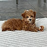 puppy, dog, brown, small_dog, fluffy, indoor, rug, toy, chew_toy, floor, tile_floor, table_legs, pet, cute, lying_down, animal, domestic_animal, companion, young_dog, fur