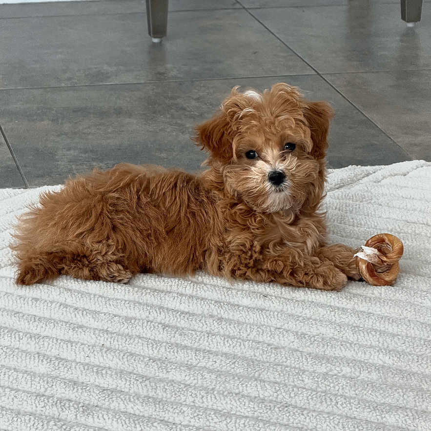 Lulu