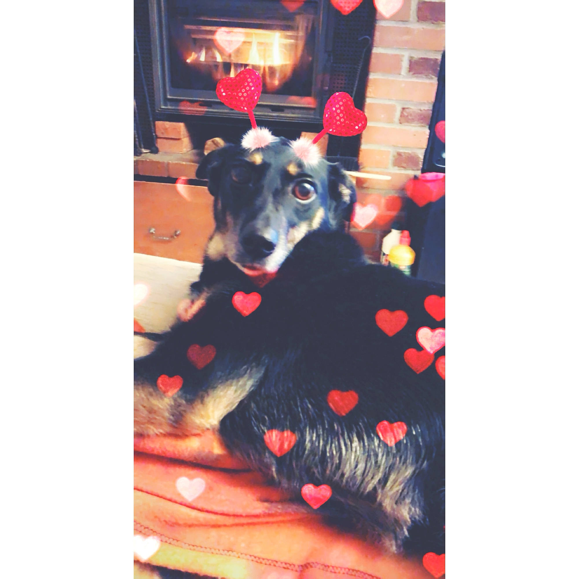 Mia participe au concours pour gagner de l'argent avec cette photo : canidae, carnivore, dog, dog_breed, guard_dog, mammal, vertebrate