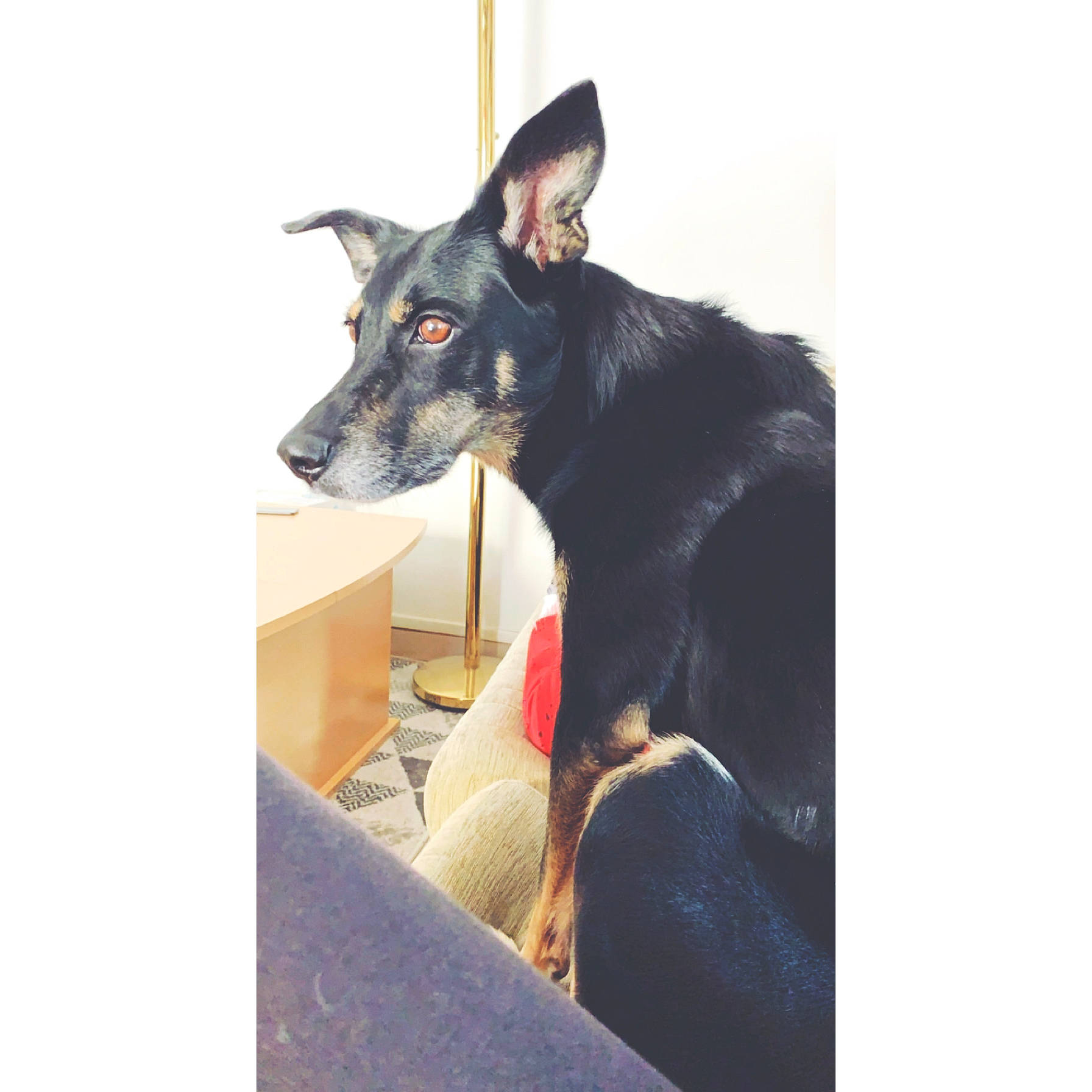 Mia a rejoint le concours — aidez-le/la à gagner de superbes lots ! australian_kelpie, beauceron, canidae, carnivore, dobermann, dog, dog_breed, ear, english_toy_terrier, german_pinscher, guard_dog, mammal, manchester_terrier, miniature_pinscher, pinscher, toy_dog, toy_manchester_terrier, vertebrate, working_dog