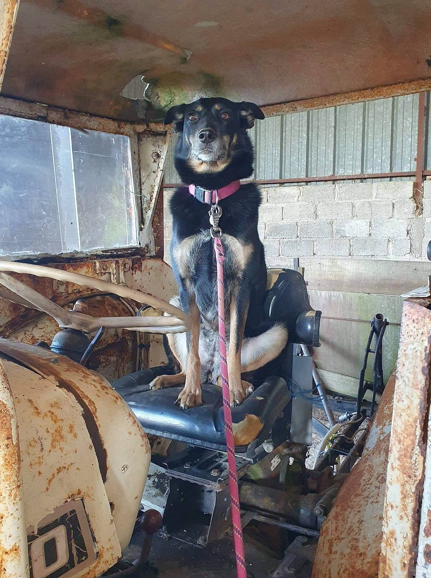 Mia participe au concours pour gagner de l'argent avec cette photo : automotive_exterior, automotive_tire, bumper, canidae, carnivore, collar, companion_dog, dog, dog_breed, dog_collar, fawn, fender, motor_vehicle, pet_supply, snout, sporting_group, tire, vehicle, wood, working_animal