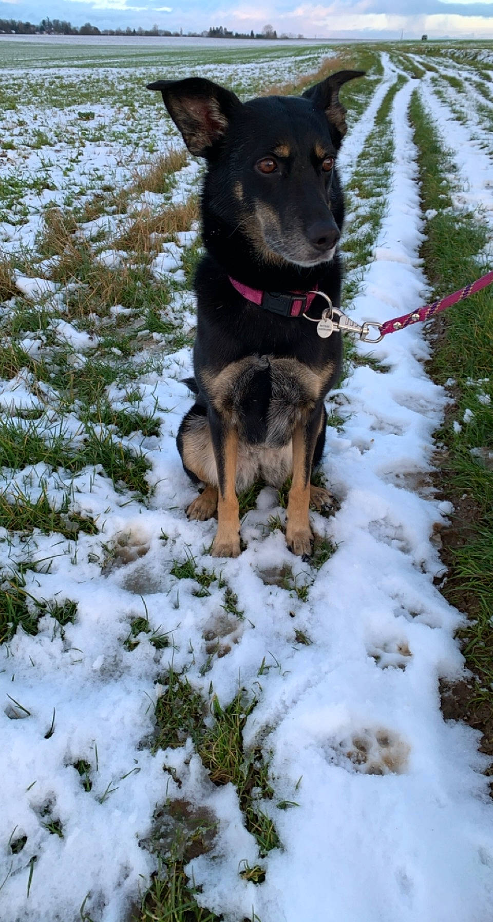 Mia a rejoint le concours — aidez-le/la à gagner de superbes lots ! canidae, carnivore, collar, dog, dog_breed, dog_collar, dog_supply, freezing, german_shepherd_dog, grass, herding_dog, pet_supply, plant, snout, snow, sporting_group, tree, winter, working_animal, working_dog