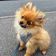 Lewis a rejoint le concours — aidez-le/la à gagner de superbes lots ! dog, pomeranian, puppy, fluffy, leash, harness, asphalt, sidewalk, car, curious, cute, pet, outdoor, small_dog, animal, fur, walking, ears, sitting, street