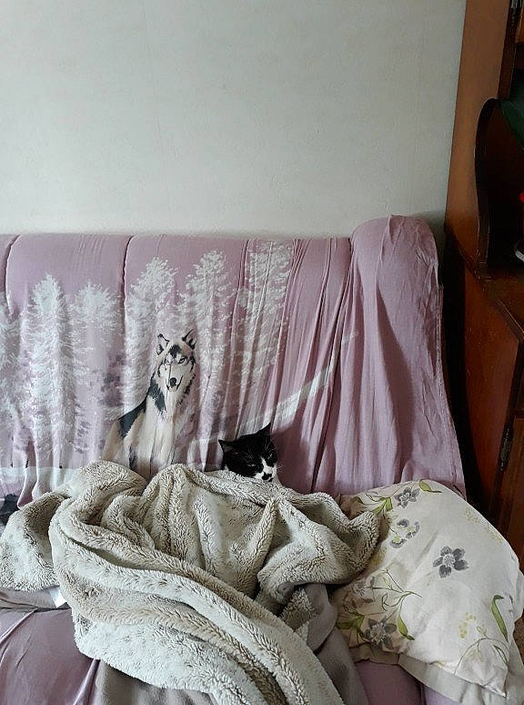 Felix participe au concours pour gagner de l'argent avec cette photo : bed, bed_sheet, bedding, bedroom, blanket, canidae, carnivore, comfort, cushion, furniture, interior_design, linens, pillow, room, slipcover, textile