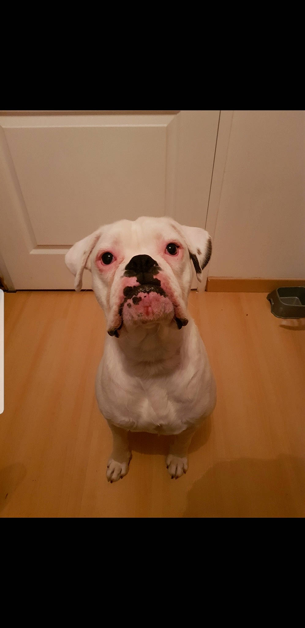 Olaf participe au concours pour gagner de l'argent avec cette photo : american_bulldog, australian_bulldog, bulldog, canidae, carnivore, companion_dog, dog, dog_breed, dorset_olde_tyme_bulldogge, mammal, non_sporting_group, nose, old_english_bulldog, olde_english_bulldogge, skin, snout, toy_bulldog, valley_bulldog, vertebrate, white_english_bulldog