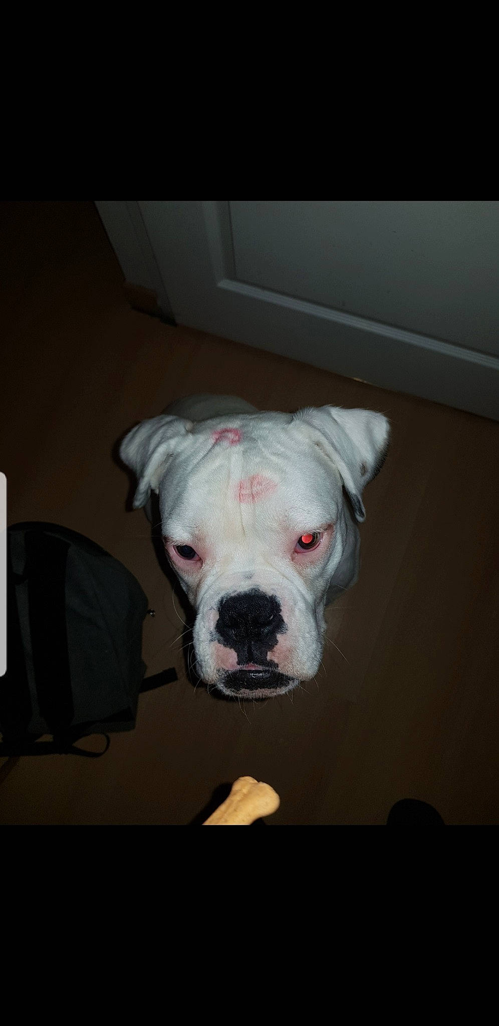 Olaf participe au concours pour gagner de l'argent avec cette photo : american_bulldog, australian_bulldog, bulldog, canidae, carnivore, companion_dog, dog, dog_breed, dorset_olde_tyme_bulldogge, mammal, non_sporting_group, old_english_bulldog, olde_english_bulldogge, pit_bull, rare_breed_dog, snout, toy_bulldog, valley_bulldog, vertebrate, white_english_bulldog