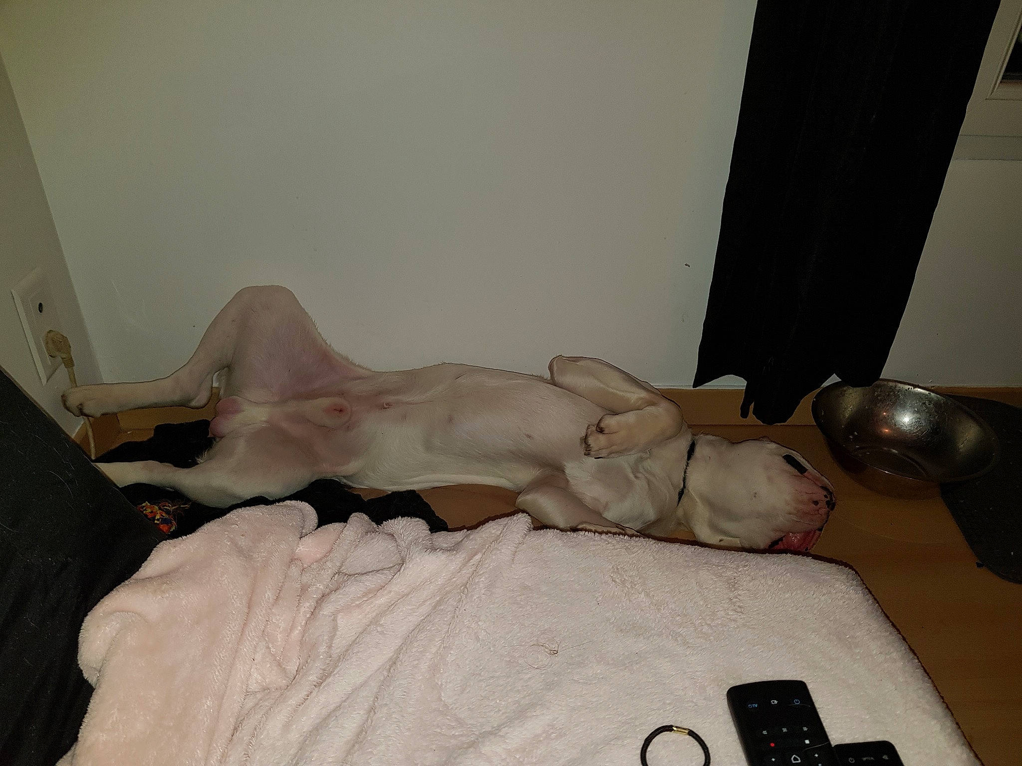 Olaf a rejoint le concours — aidez-le/la à gagner de superbes lots ! bed_sheet, canidae, carnivore, cat, comfort, dog_breed, fawn, felidae, labrador_retriever, retriever, room, small_to_medium_sized_cats, sporting_group